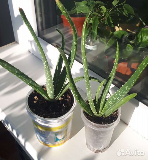 Спатифилум, Фиалка, Алое-вера, Мята, Крассула)