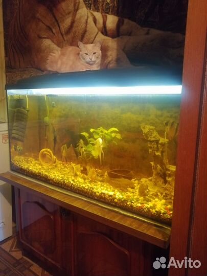 Аквариумы