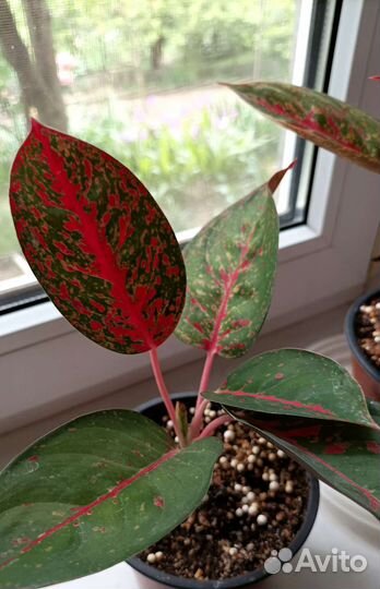 Аглаонемы сортовые