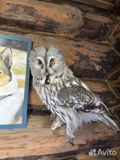 Чучела животных