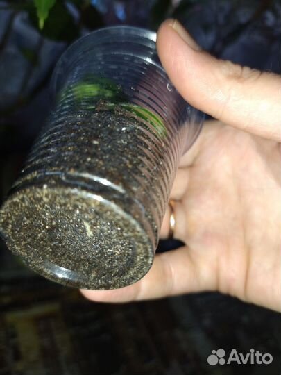 Хойя manua loa,хойя белла