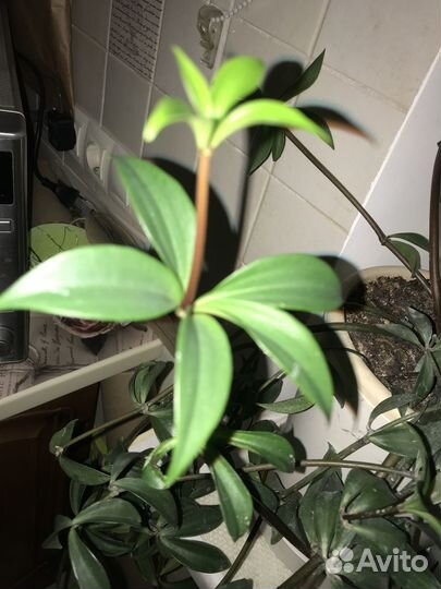 Пеперомия перескиелистная комнатные растения