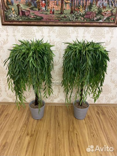 Ива плакучая