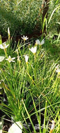 Декоративные растения для сада