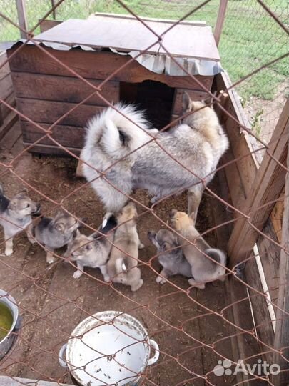 Щенки западно сибирской лайки