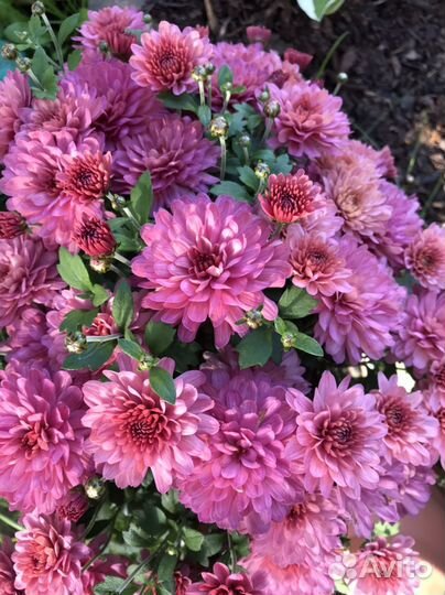 Хризантемы мультифлора