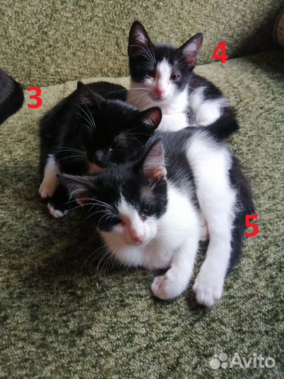 Котики бесплатно в добрые руки