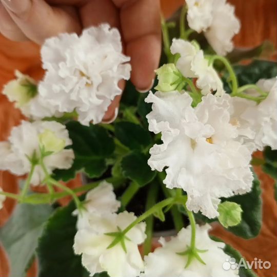 Хойя карноза