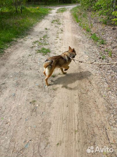Собака Кнопочка
