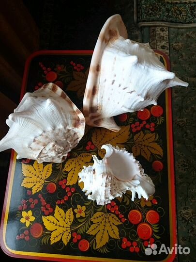 Раковины морские Индия