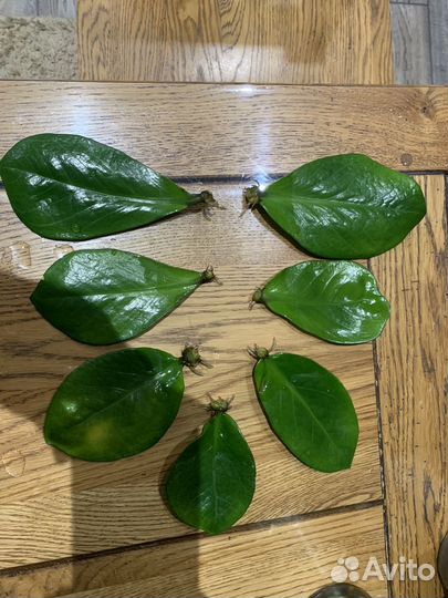 Замиокулькас