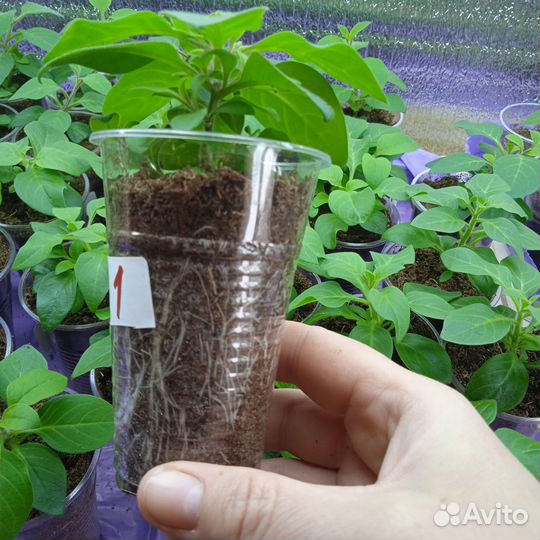 Рассада ампельной петунии