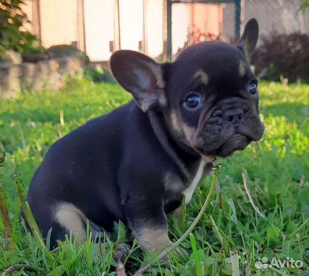 Французский бульдог