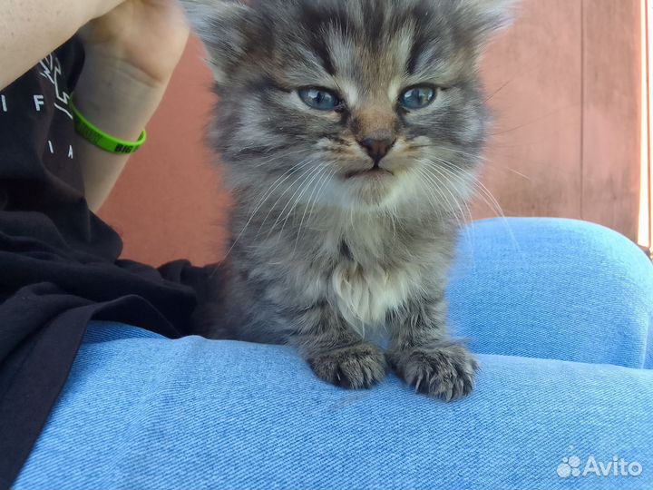 Котята в добрые руки (девочки)