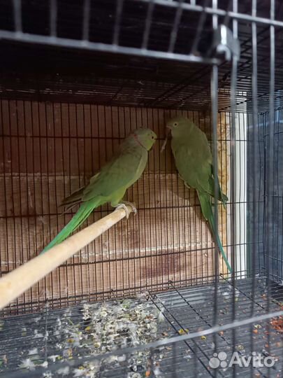 Большие клетки