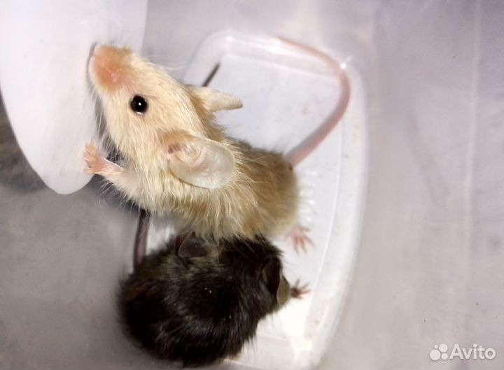 Сатиновые мышки