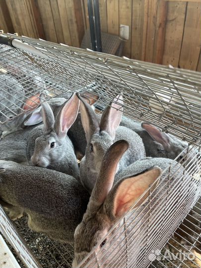 Мясо кролика