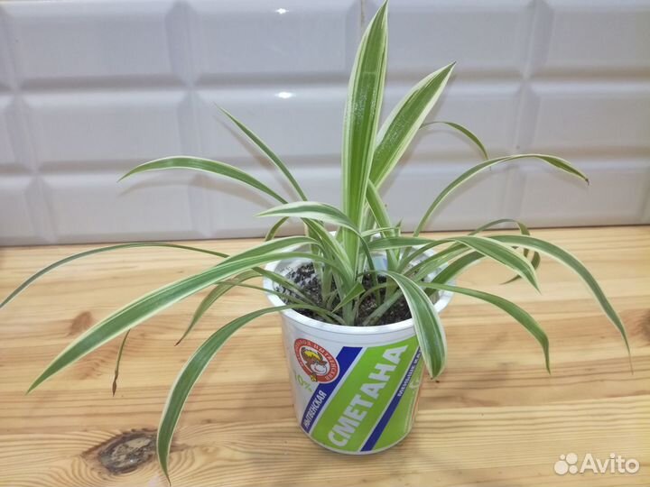 Хлорофитум 3 сорта