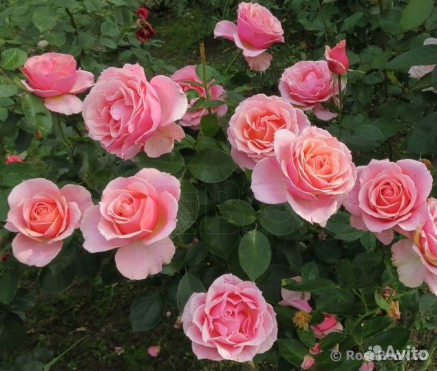 Роза грандифлора Поэзи