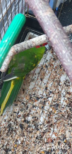 Отдам бесплатно попугая какарика в хорошие руки