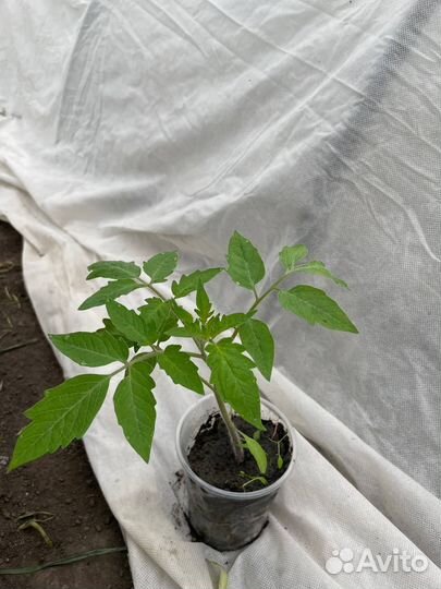 Рассада помидор, перца, петуньи