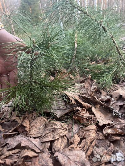 Кедры И псевдотсуги