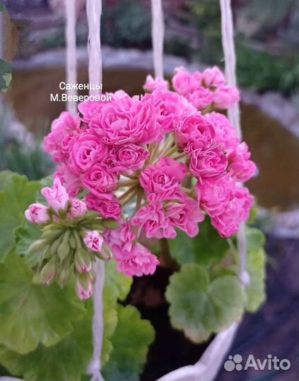 Герани, колеусы, фиалки