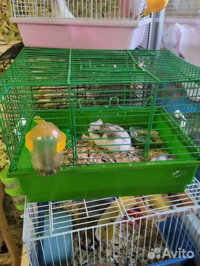 Клетки с хомяками