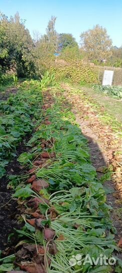 Свекла кормовая