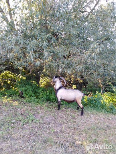 Козы и козлята