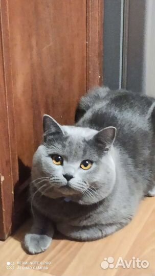 Щотланский прямоухий кот родословный- вязка