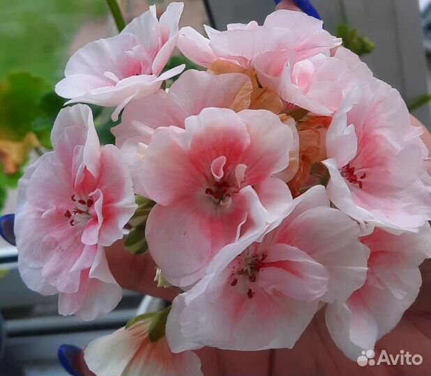 Пеларгония герань