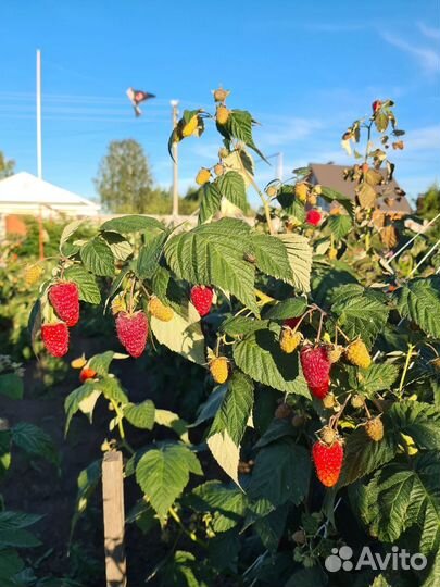 Малина саженцы Ремонтантная малина