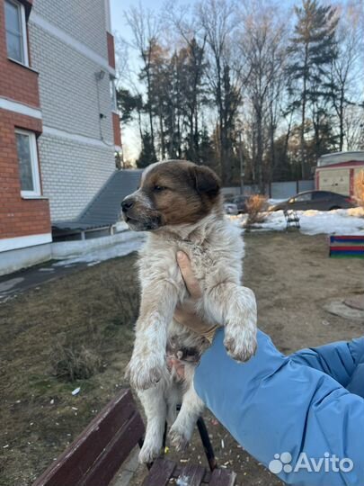 Щенки в добрые руки