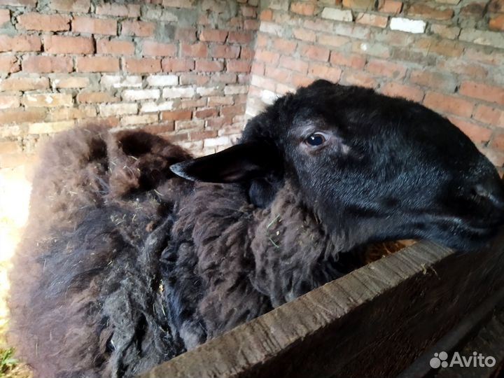 Овцы бараны