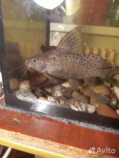 Аквариумные рыбки сомики