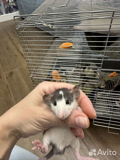 Крысята дамбо