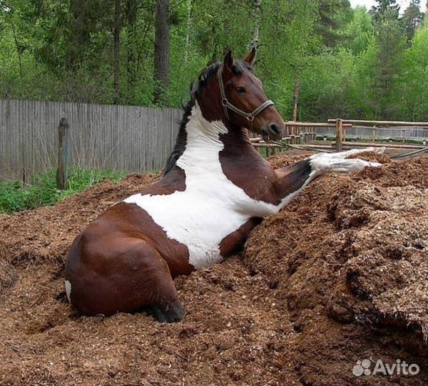 Навоз