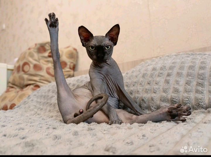 Продам сфинксика
