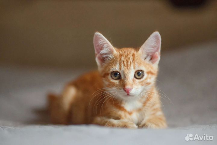 Ищу дом для рыжего котенка