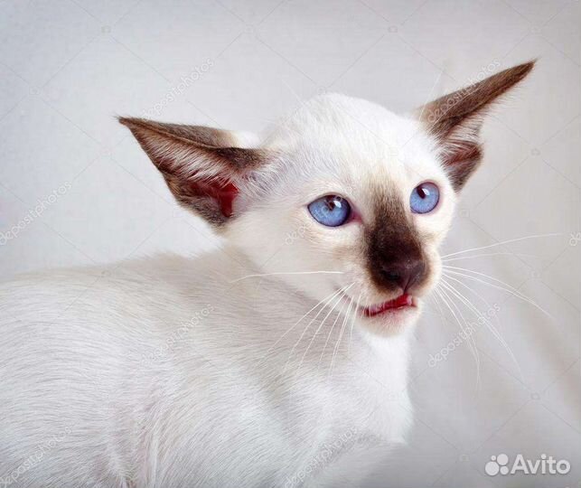Ориентальные котята