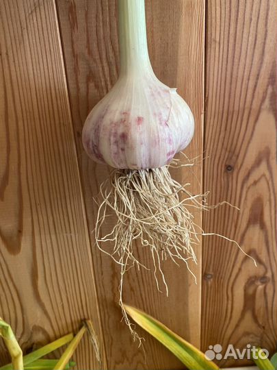 Чеснок эко продукт урожай 2023 года