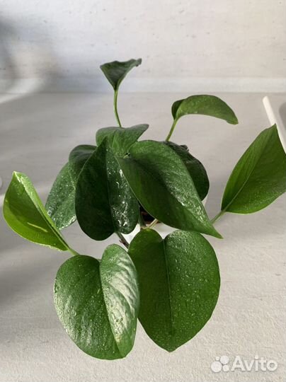 Лиана домашняя