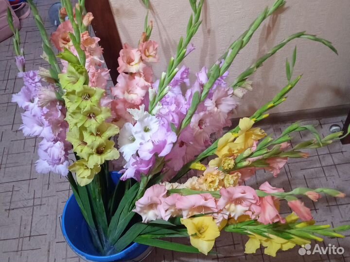 Гладиолусы цветы букет срезка