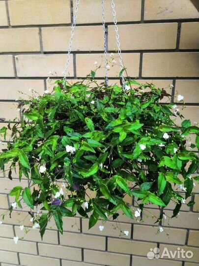 Традесканция гибазис