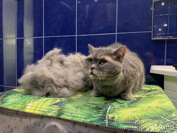 Груминг. Уход за кошками и собаками