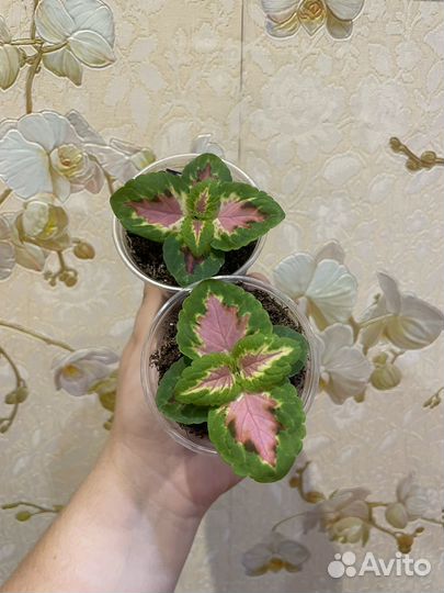 Колеусы
