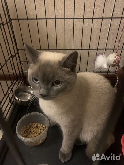 Британец ищет дом