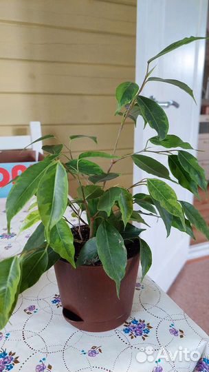 Фикусы, фиалки, шлюмбергеры, Орхидея, хои