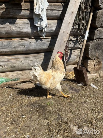 Молодые петухи